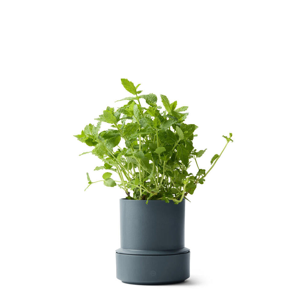 Billund selvvandende urtepotteskjuler, Blueberry - H14 cm