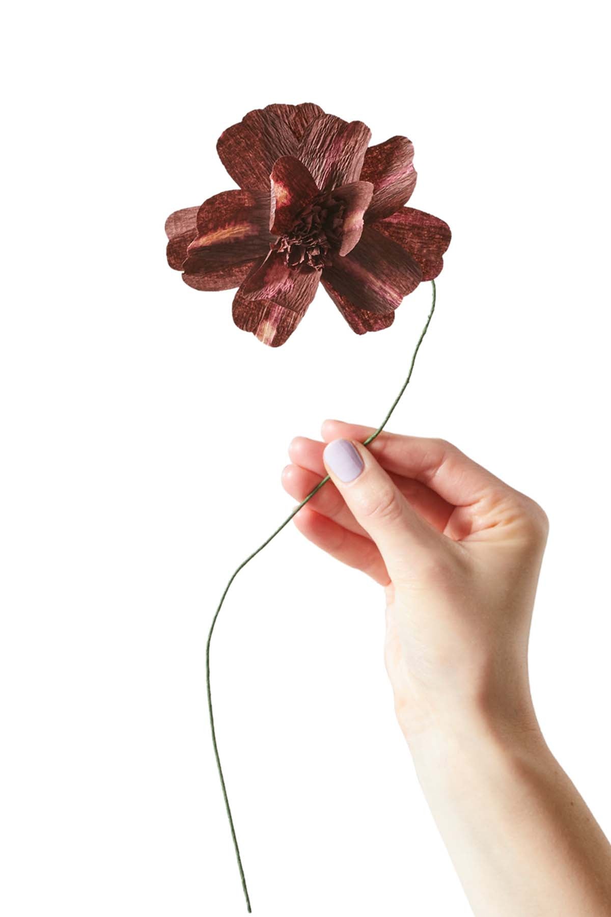 Daisy Papirblomst - Bordeaux