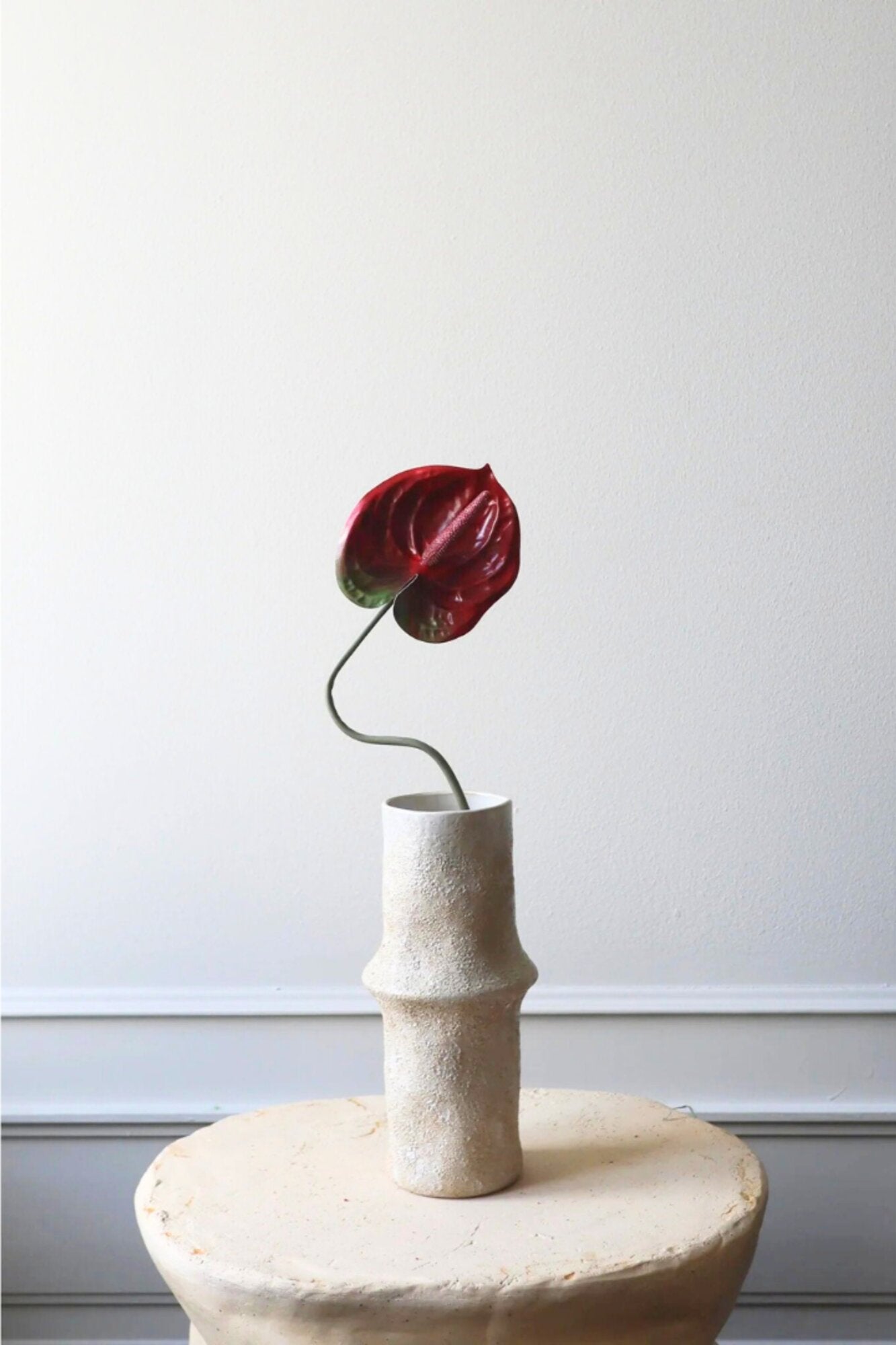 Anthurium blomst - mørkerød