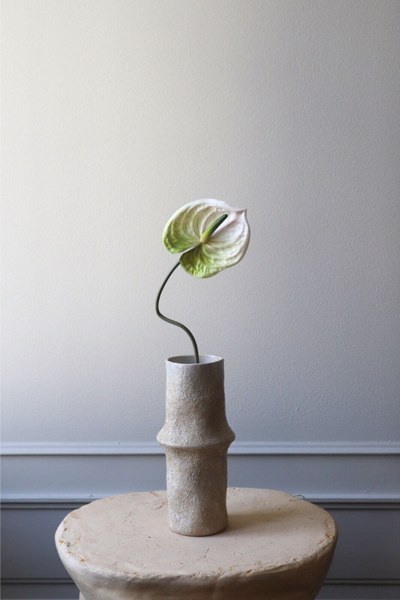 Anthurium blomst - hvid