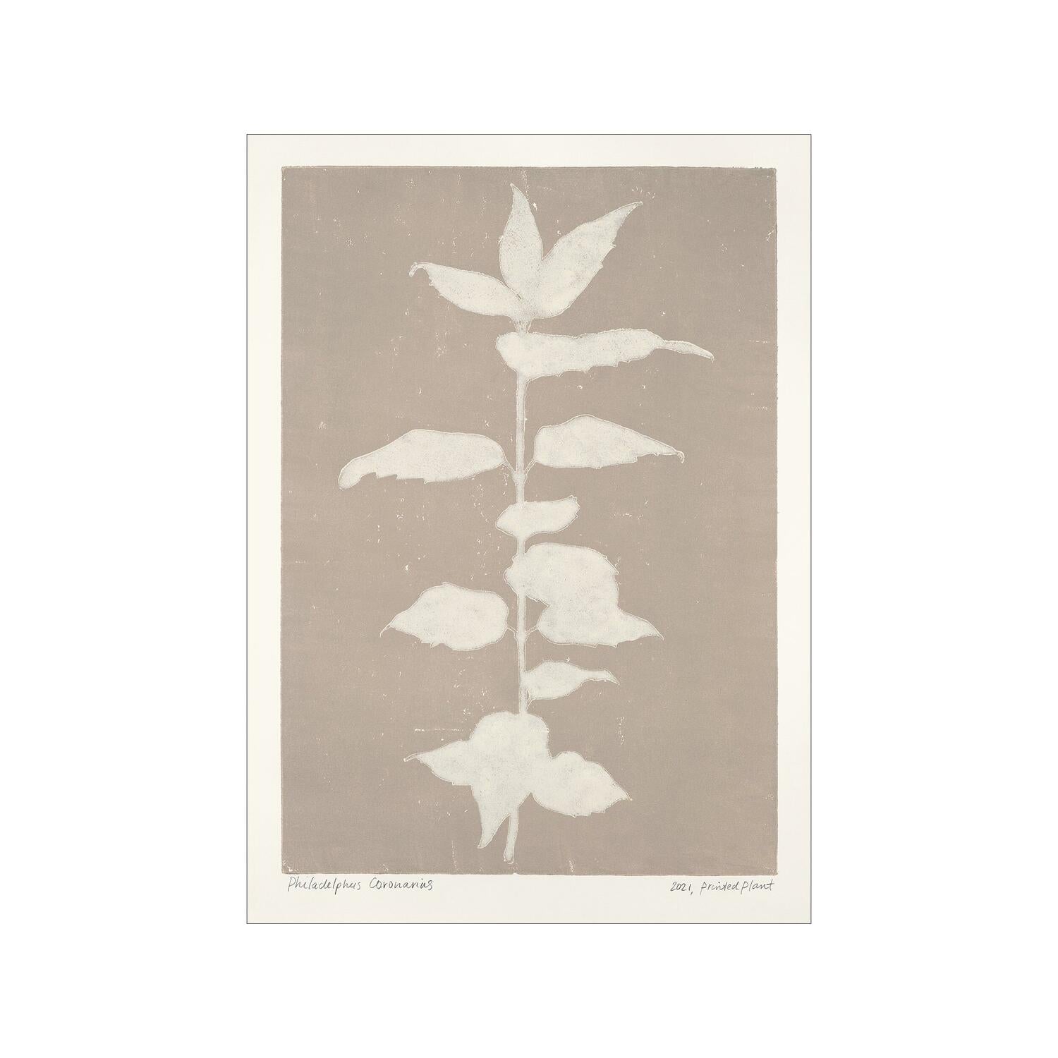 PSTR Studio Philadelphus Coronarius plakat