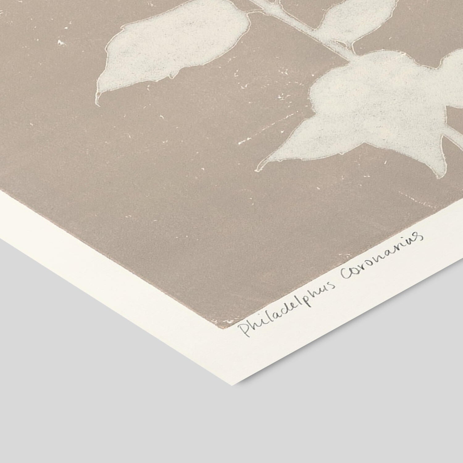 PSTR Studio Philadelphus Coronarius plakat