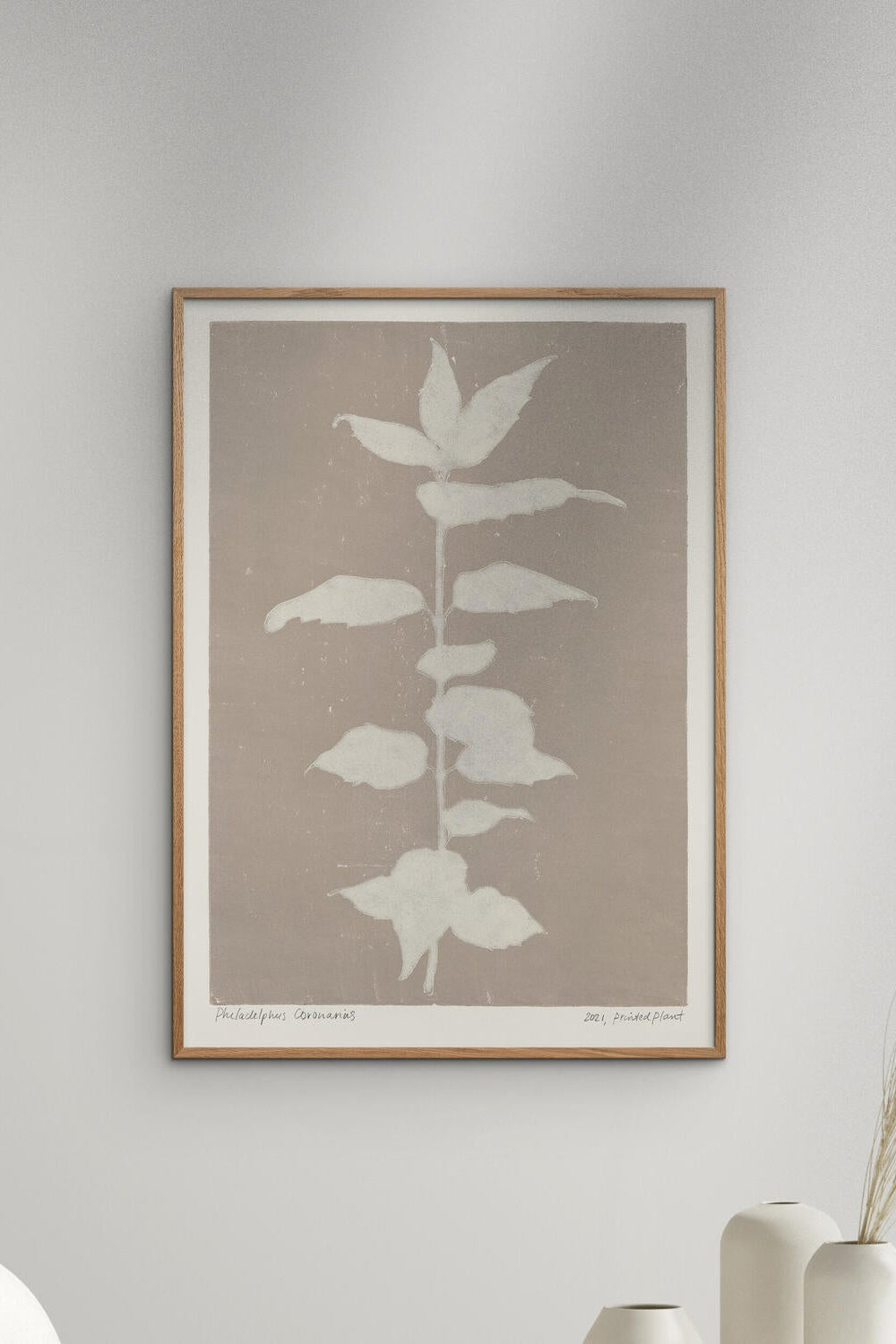 PSTR Studio Philadelphus Coronarius plakat