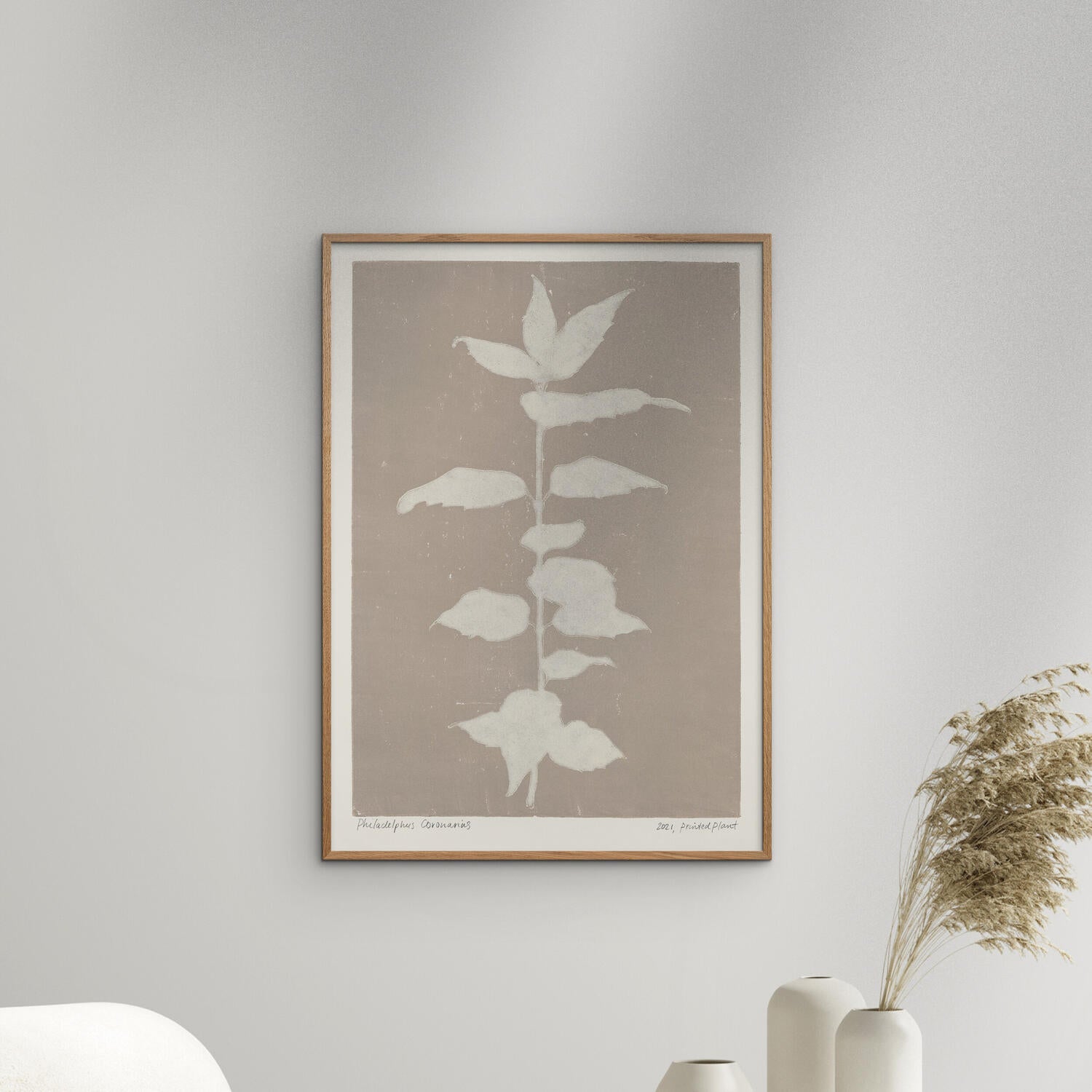 PSTR Studio Philadelphus Coronarius plakat
