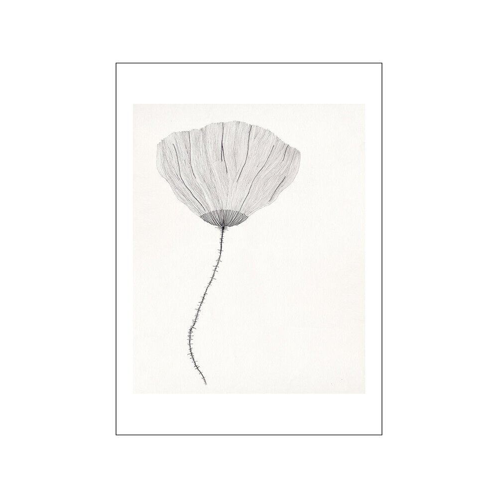 Poppy plakat, creme - 50x70 cm