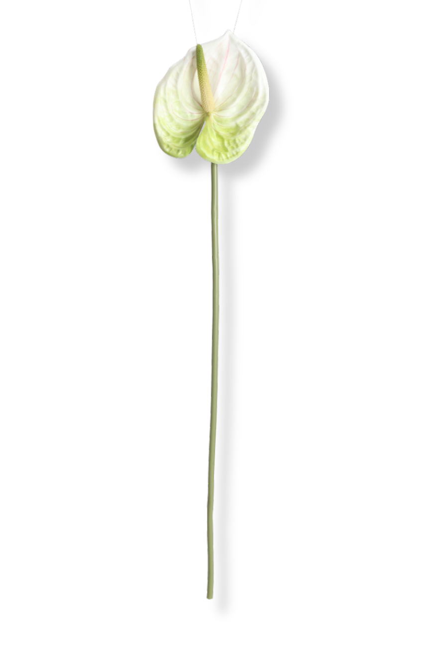 Anthurium blomst - hvid