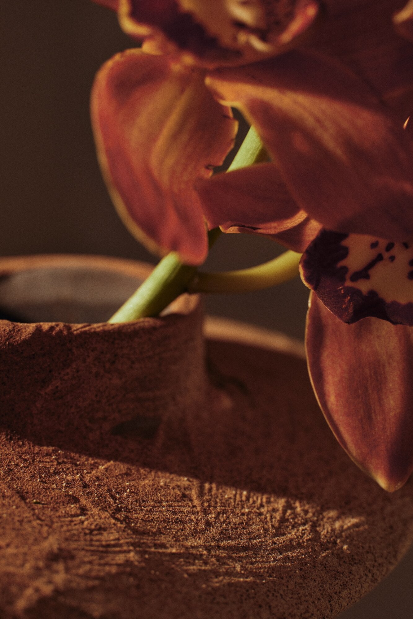 Evio vase, H22 cm - Burnt Umber