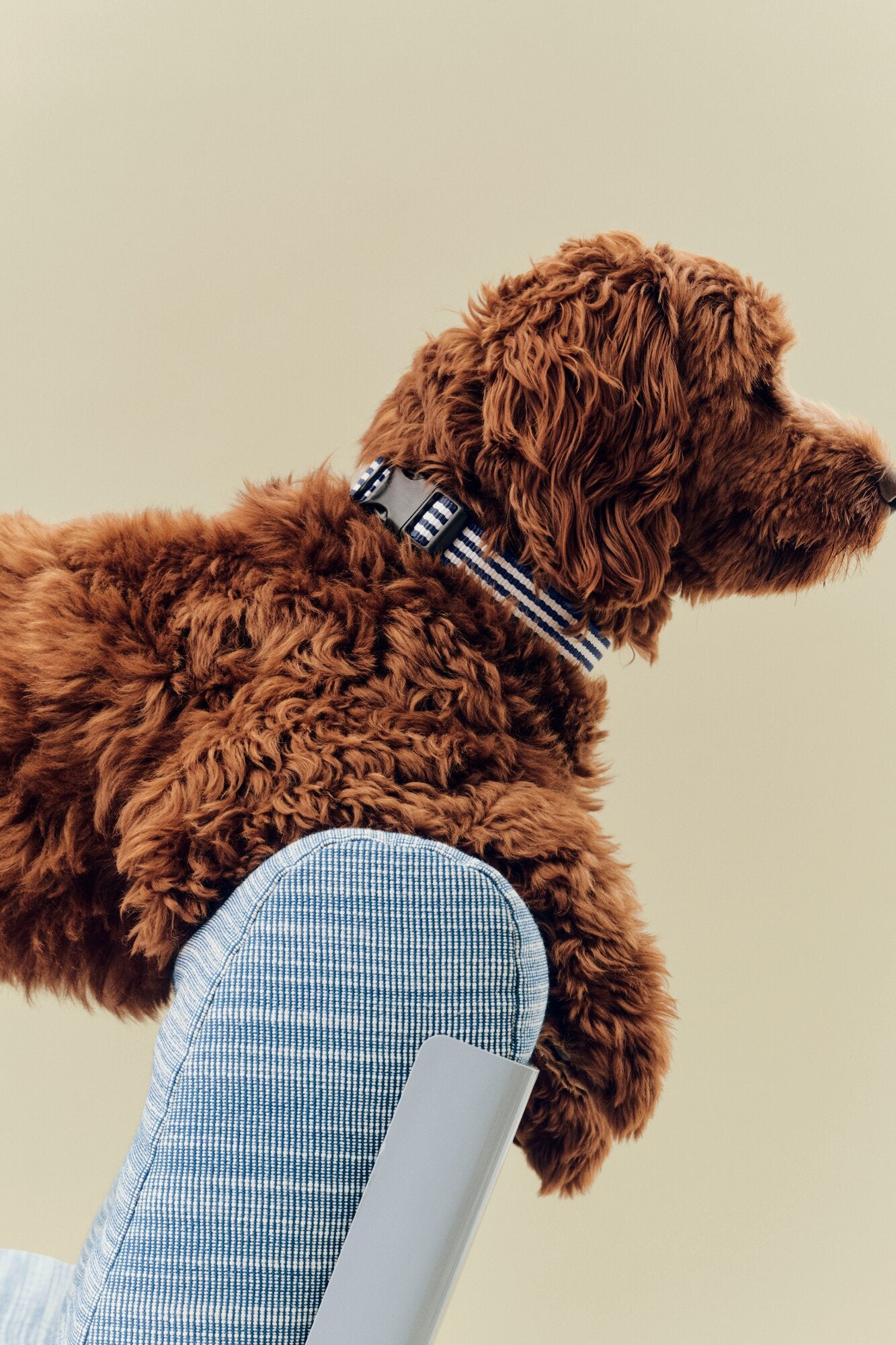 Flat hundehalsbånd - Blue and white stripe