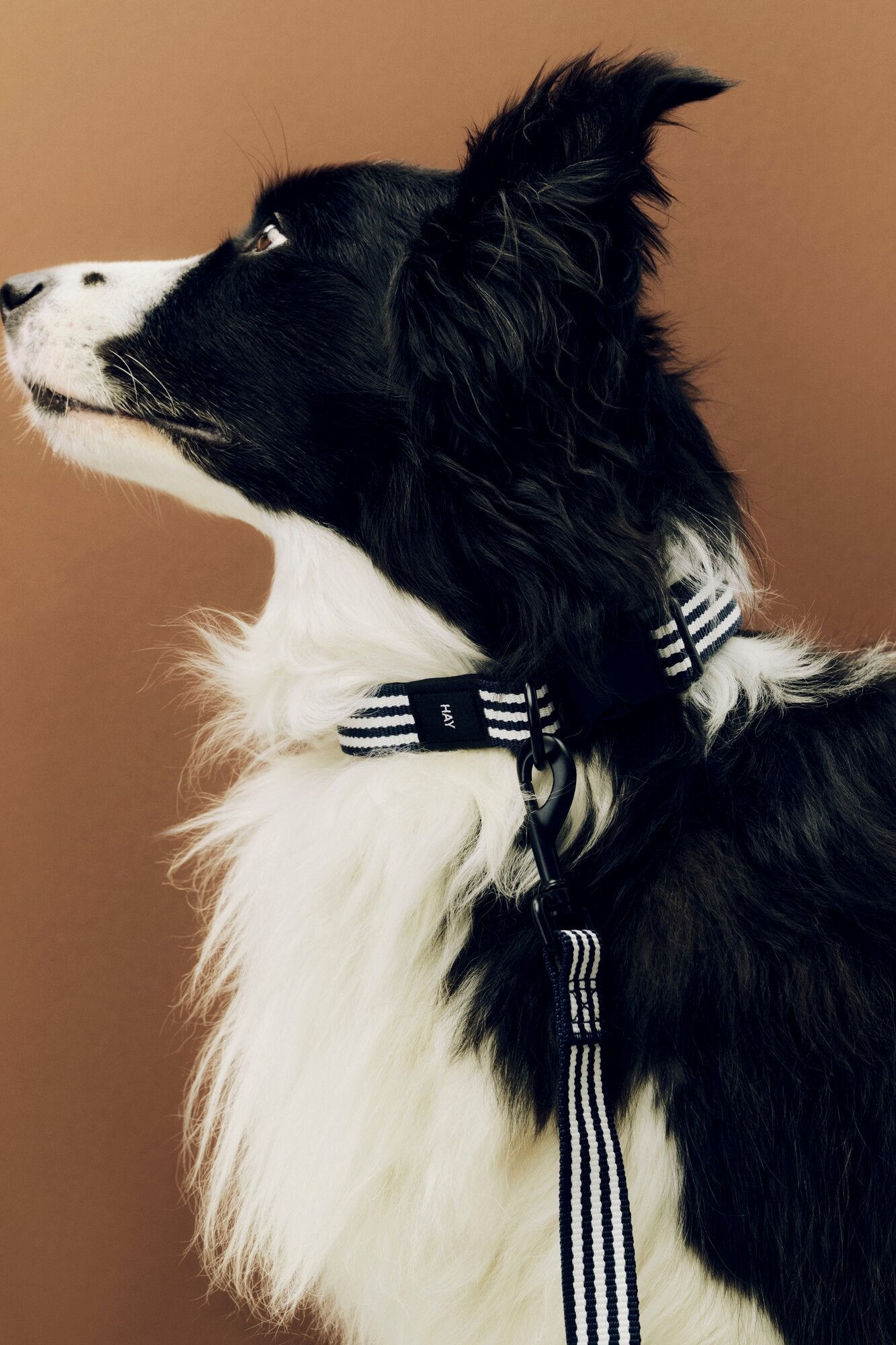 Flat hundehalsbånd - Blue and white stripe
