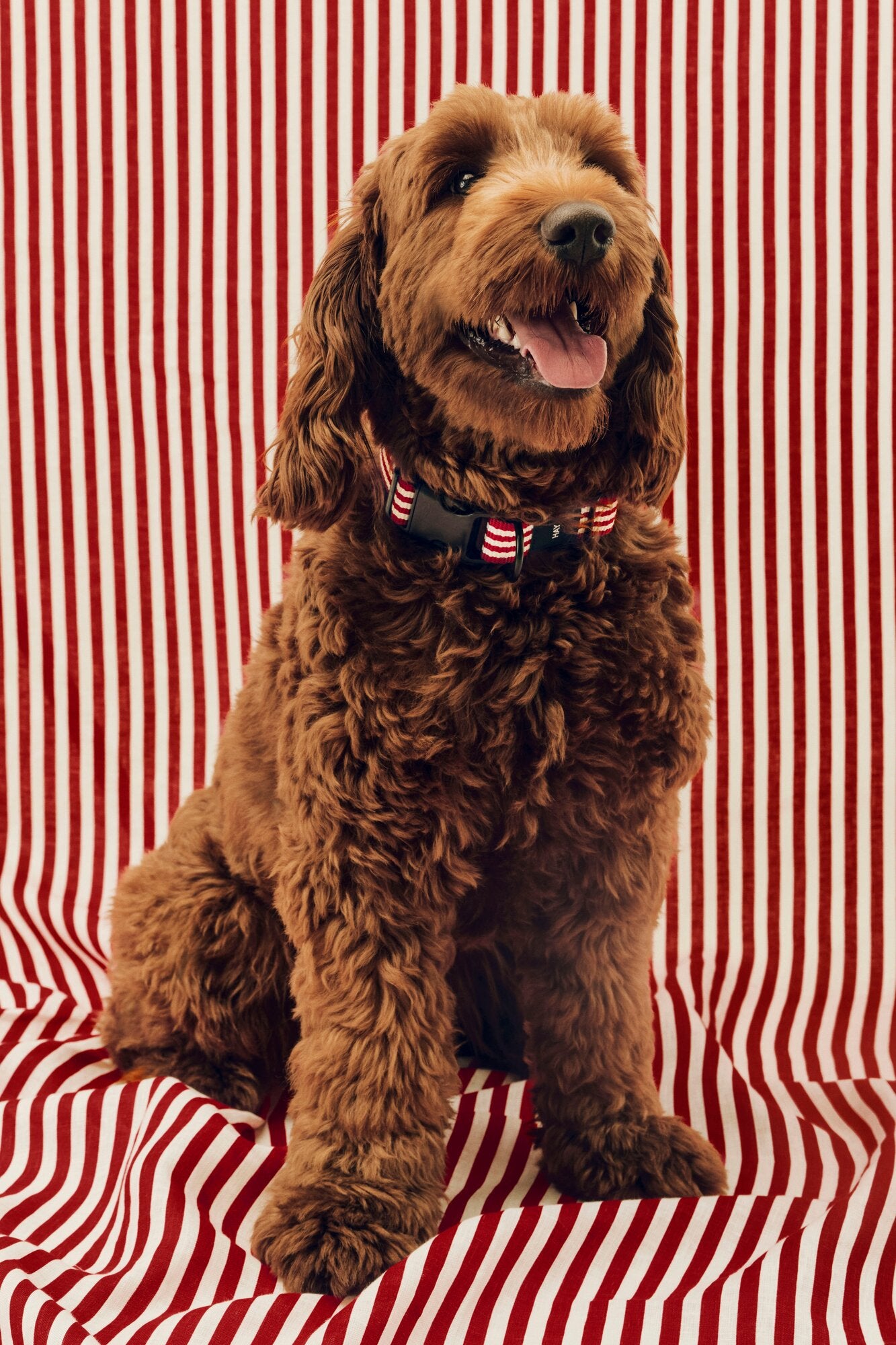 Flat hundehalsbånd - Red and white stripe