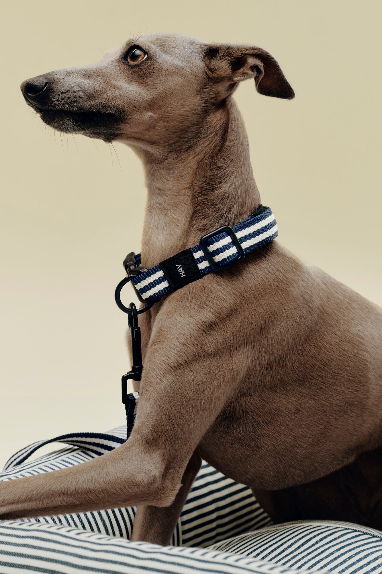Flat hundehalsbånd - Blue and white stripe