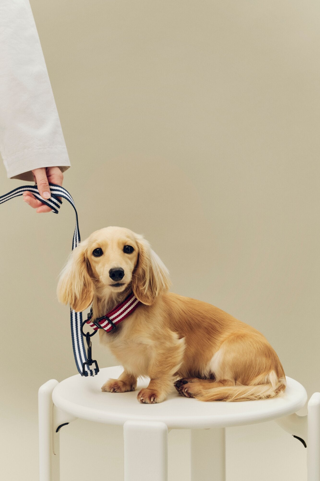 Flat hundehalsbånd - Red and white stripe