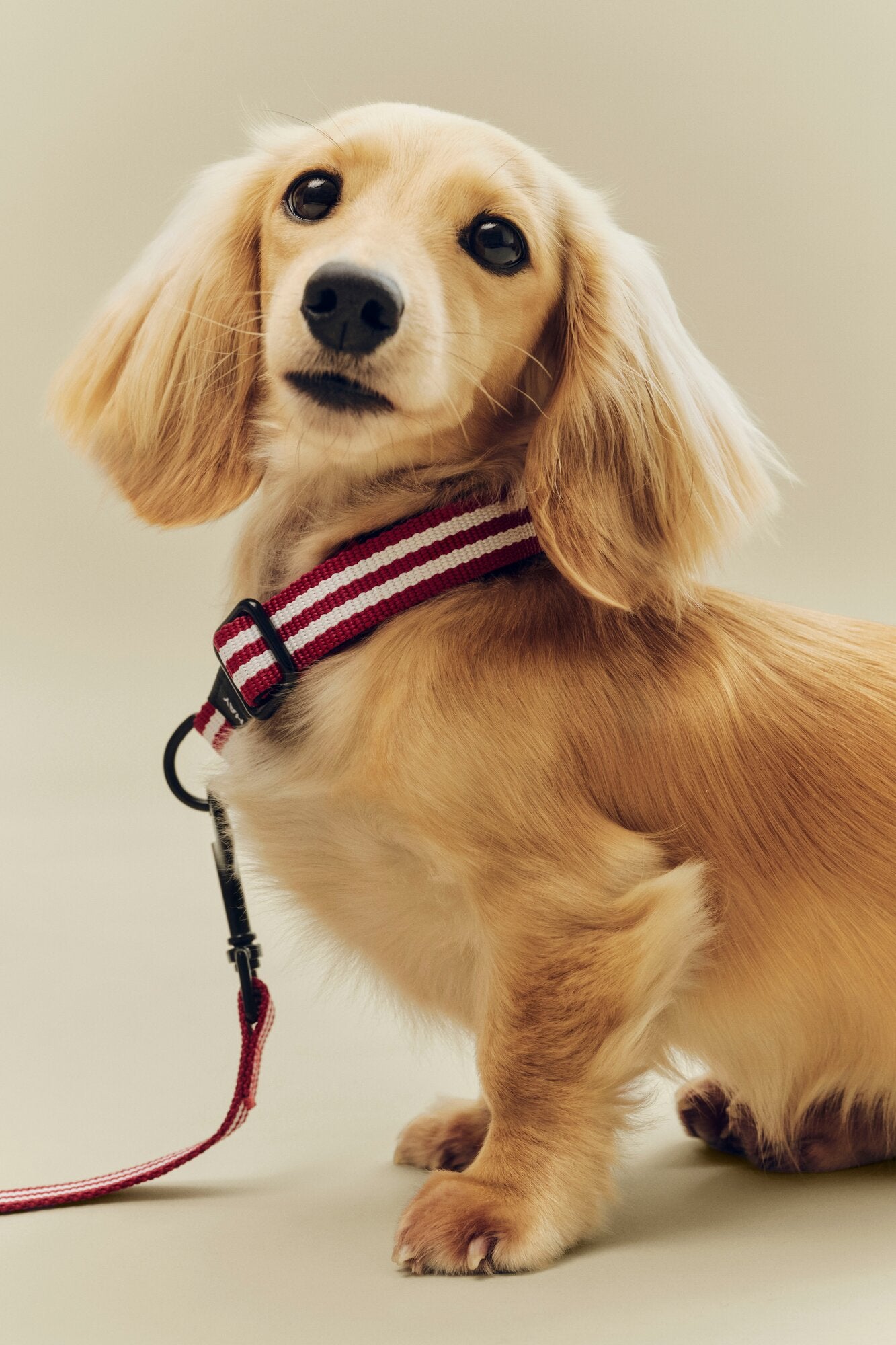 Flat hundehalsbånd - Red and white stripe
