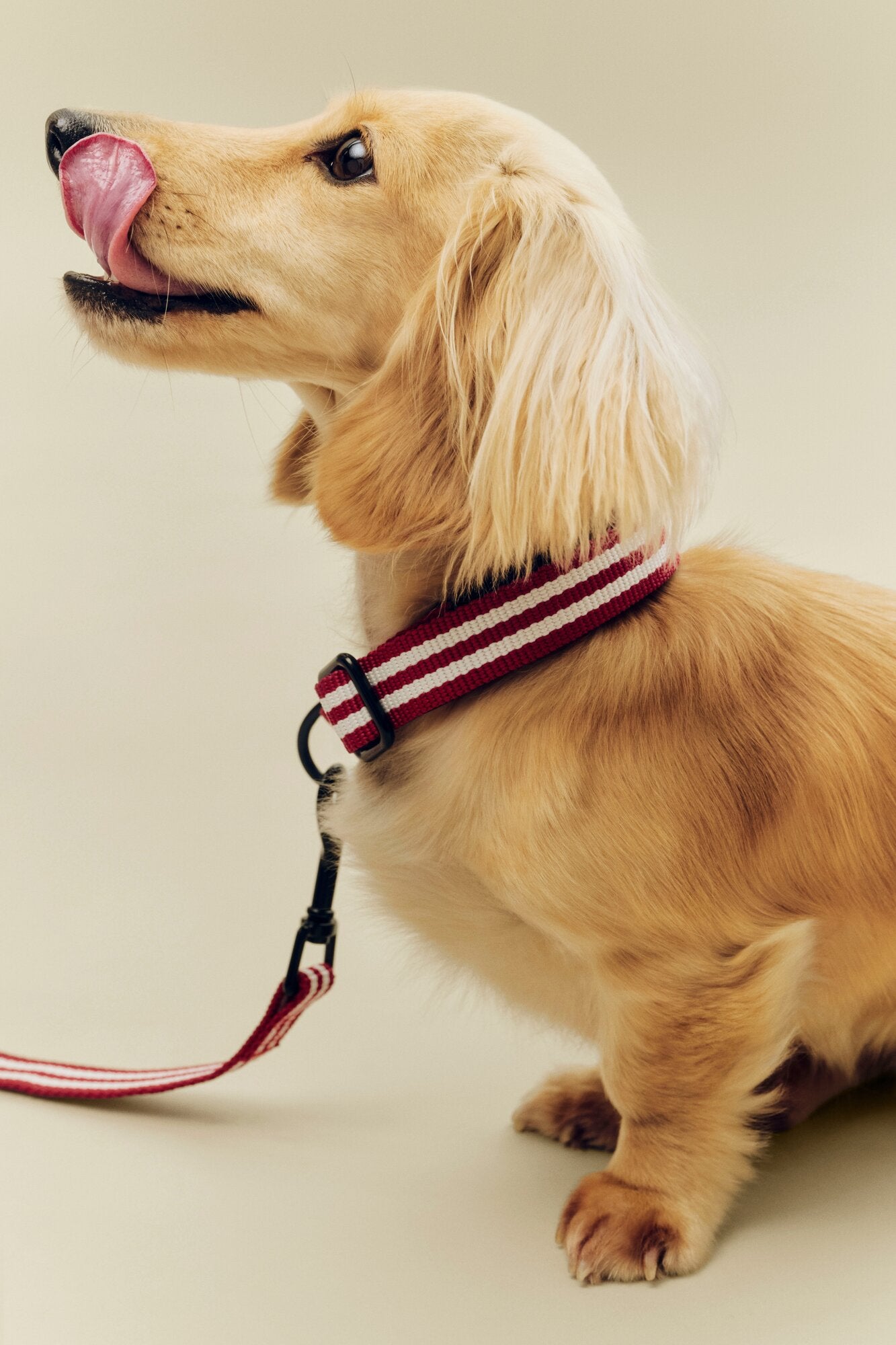 Flat hundehalsbånd - Red and white stripe