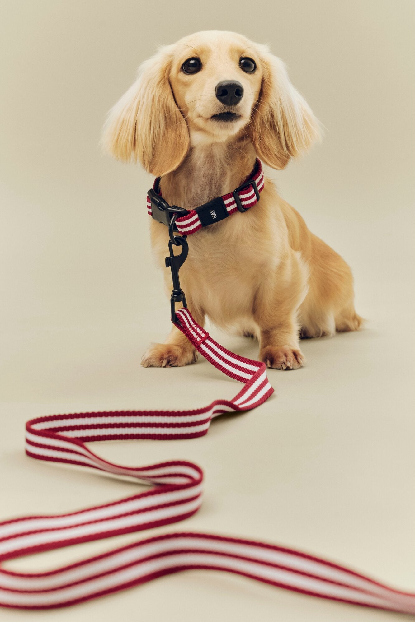 Flat hundehalsbånd - Red and white stripe
