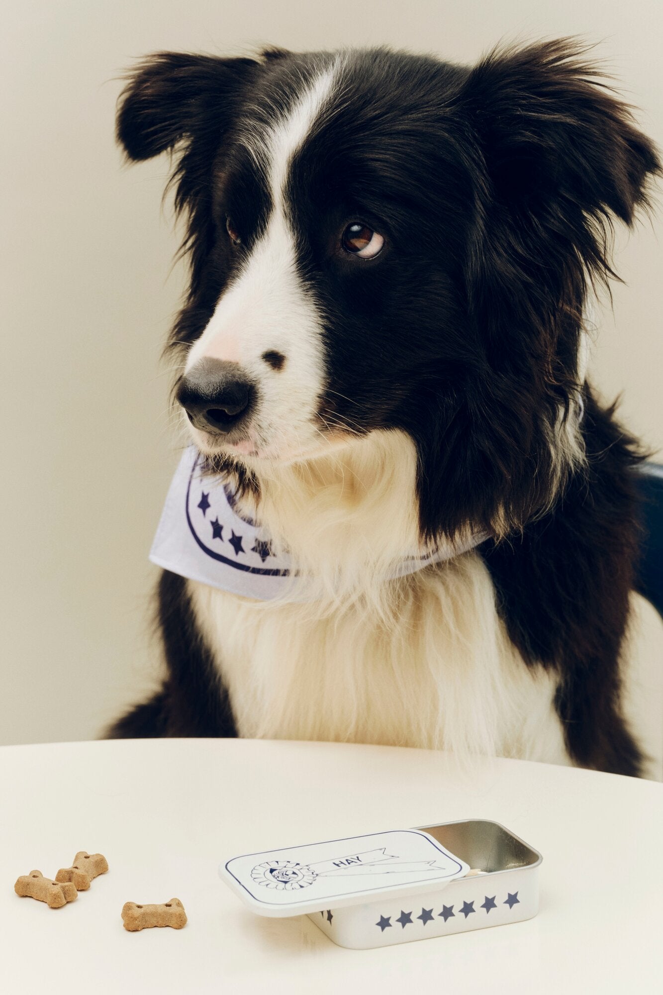 Hundegodbids dåse, Small – blå/hvid