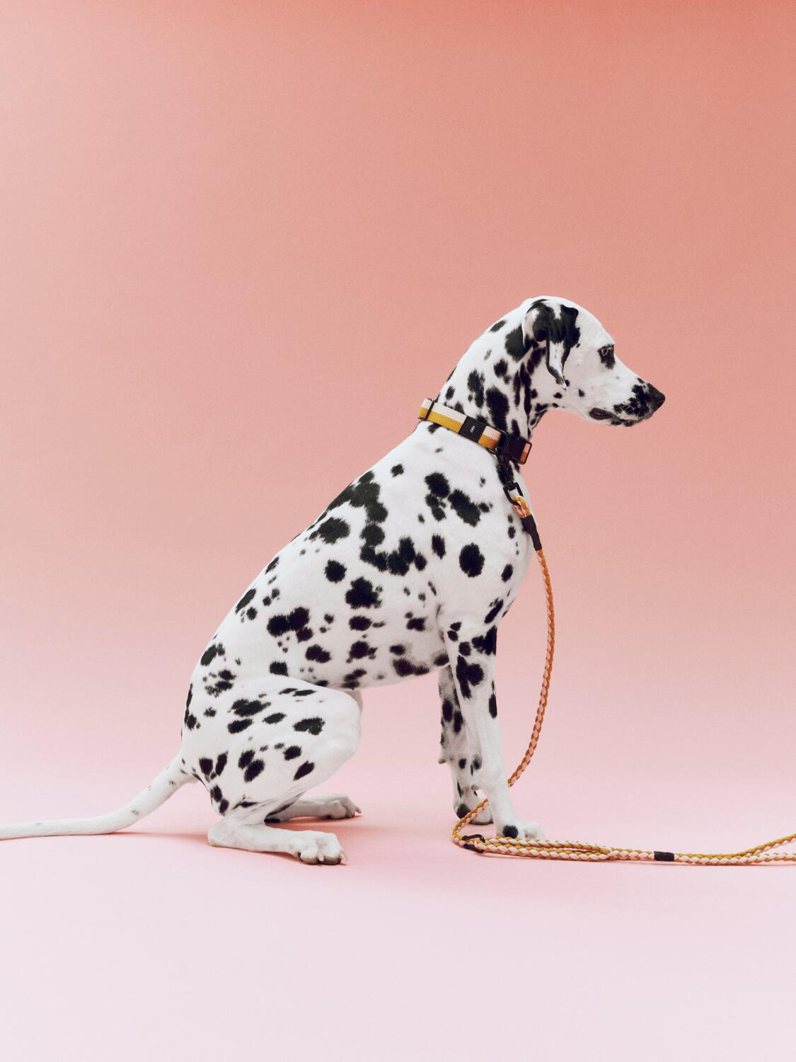 Flat hundehalsbånd - gul/creme