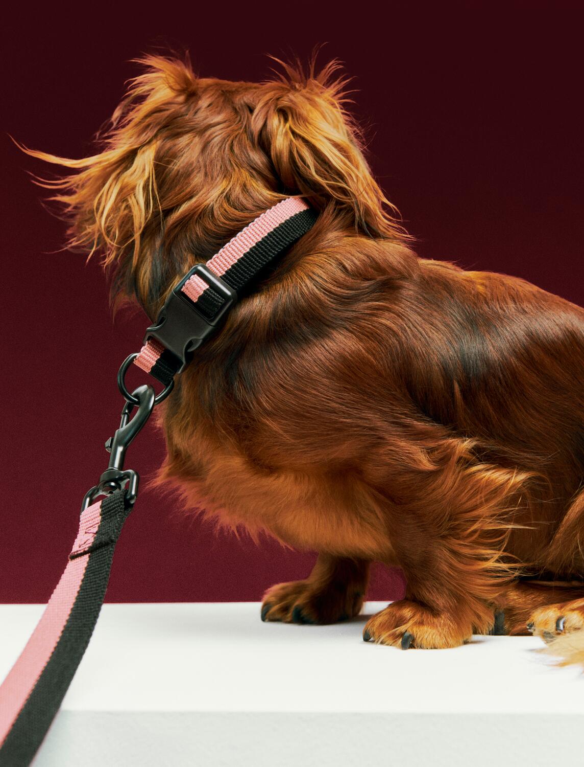 Flat hundehalsbånd - Pink