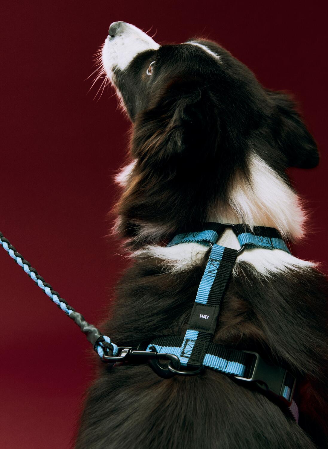 Seletøj til hunde, Medium - blå/sort