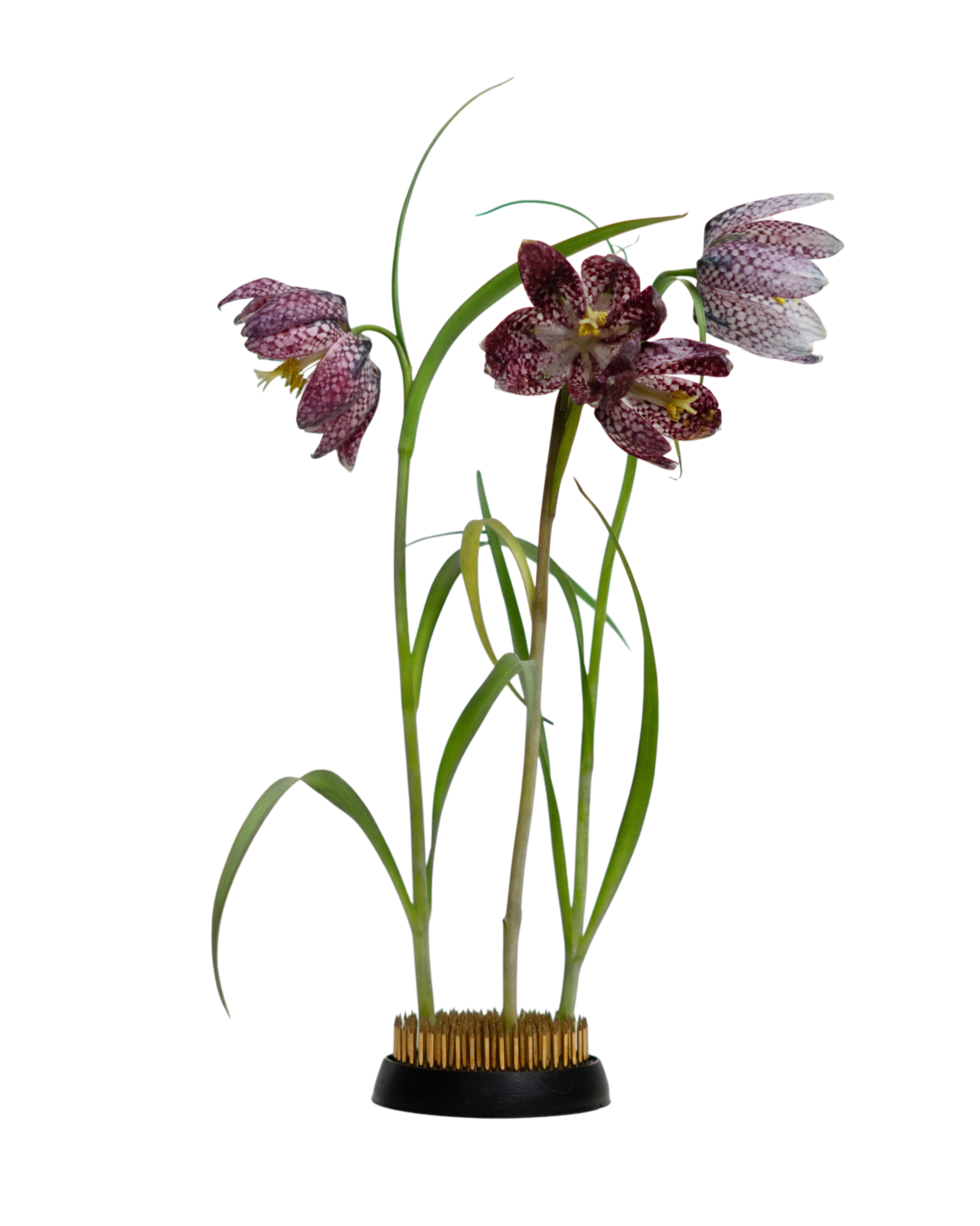 Kenzan blomsterholder - 60 mm.