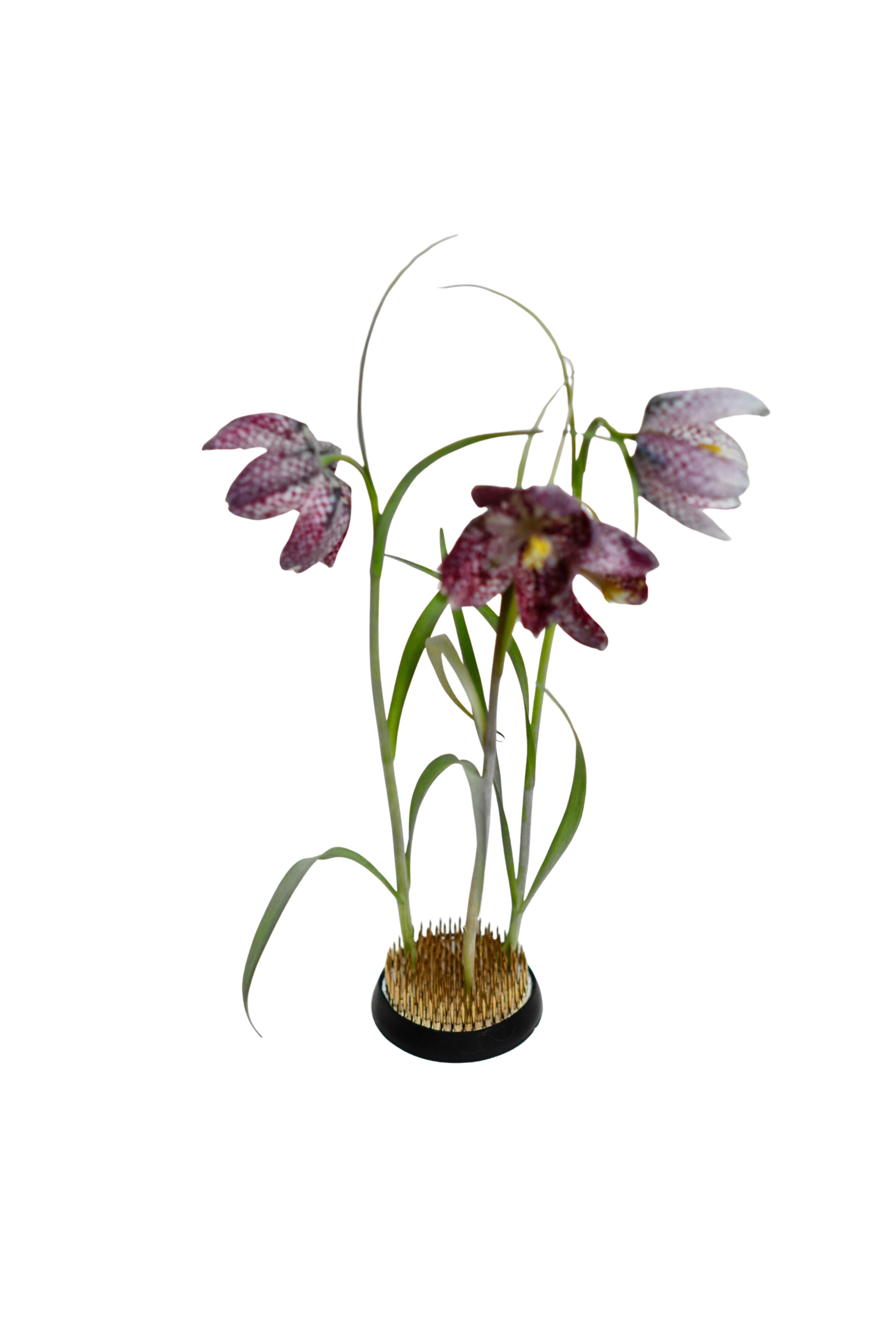 Kenzan blomsterholder - 60 mm.