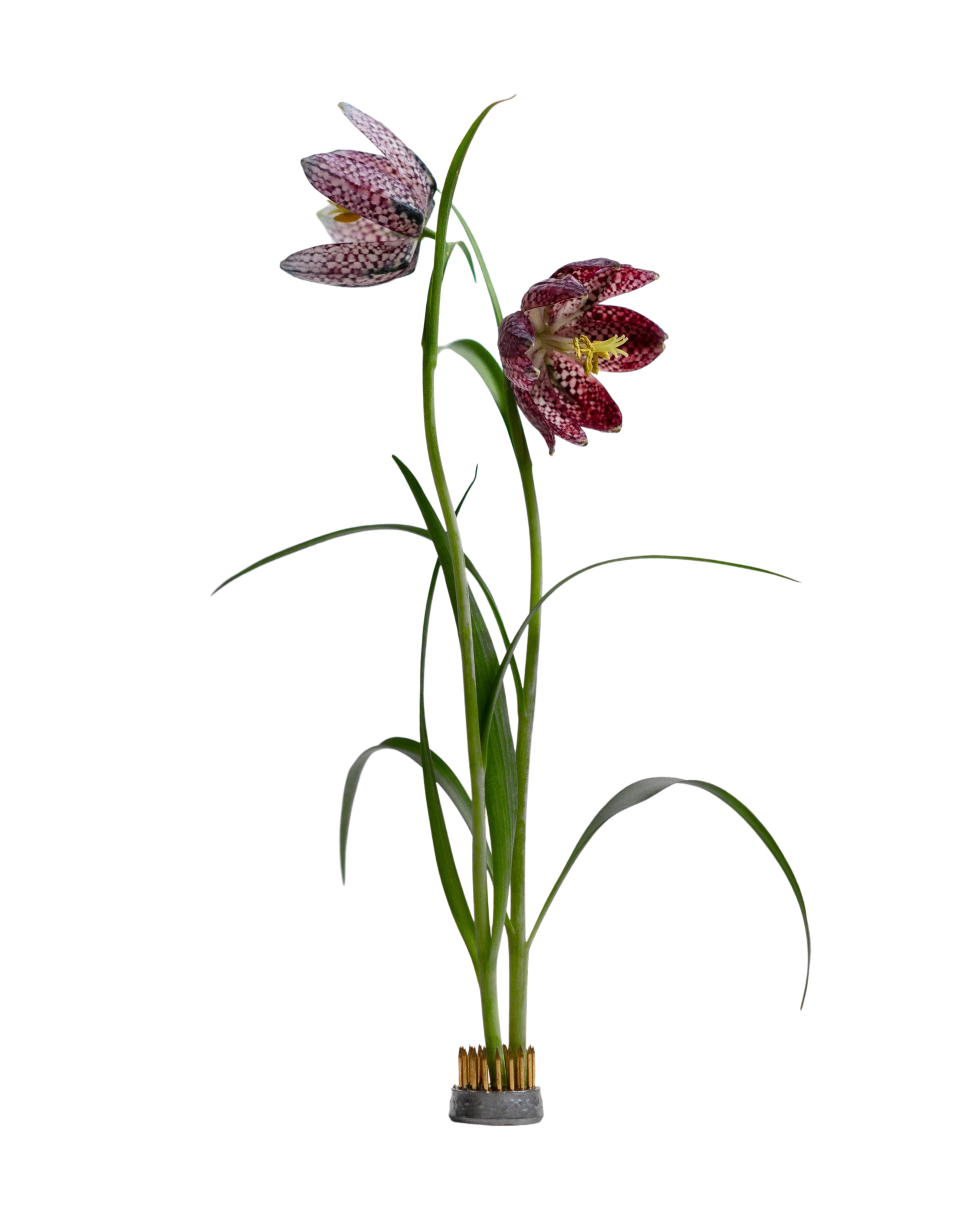 Kenzan blomsterholder - 23 mm.