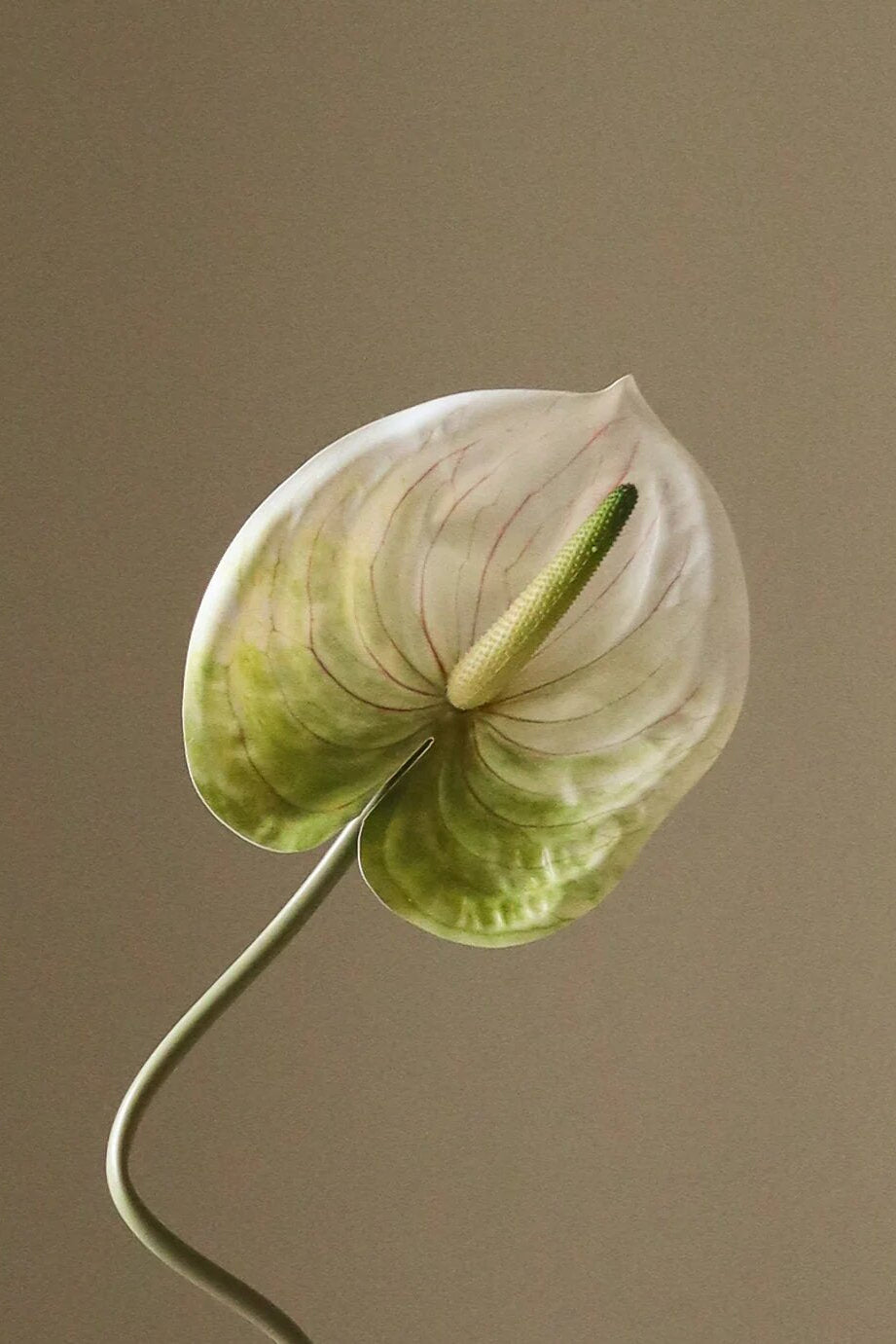 Kunstig Anthurium blomst - hvid