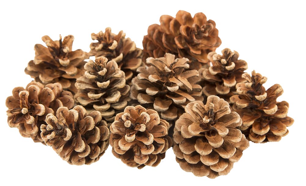 Grankogle pose, neutal - 200g.