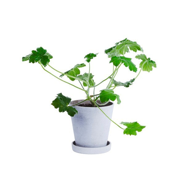 HAY Flowerpot urtepotteskjuler M - grå - Ø: 14 cm. - Bahne