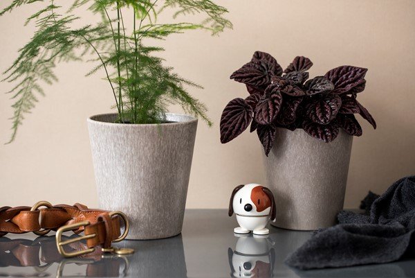 Hoptimist Small Dog - Hvid - Bahne