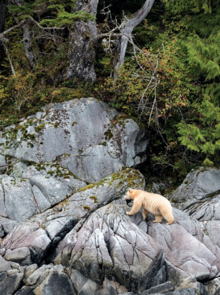 New Mags The Bucket List bog - Bahne